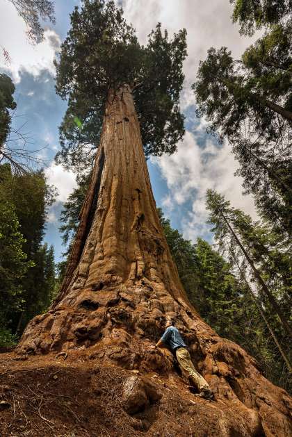 old and tall tree view from trunk up to the sky with man looking at the trunk Sierra South Mountain Sports Kern River California