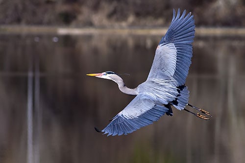 great blue heron flies across the water Sierra South Mountain Sports Kern River California