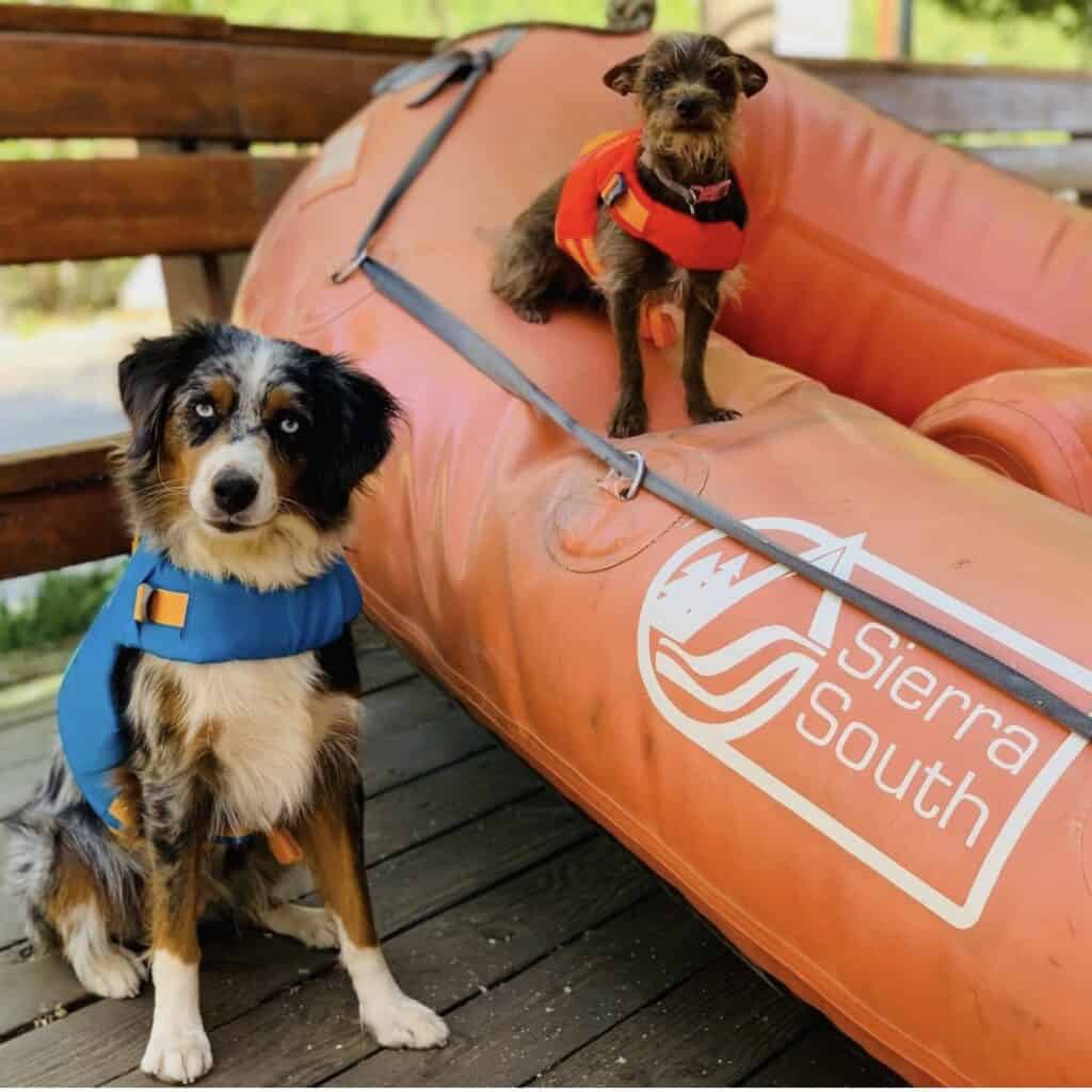 sierra south rafting dogs in life jackets